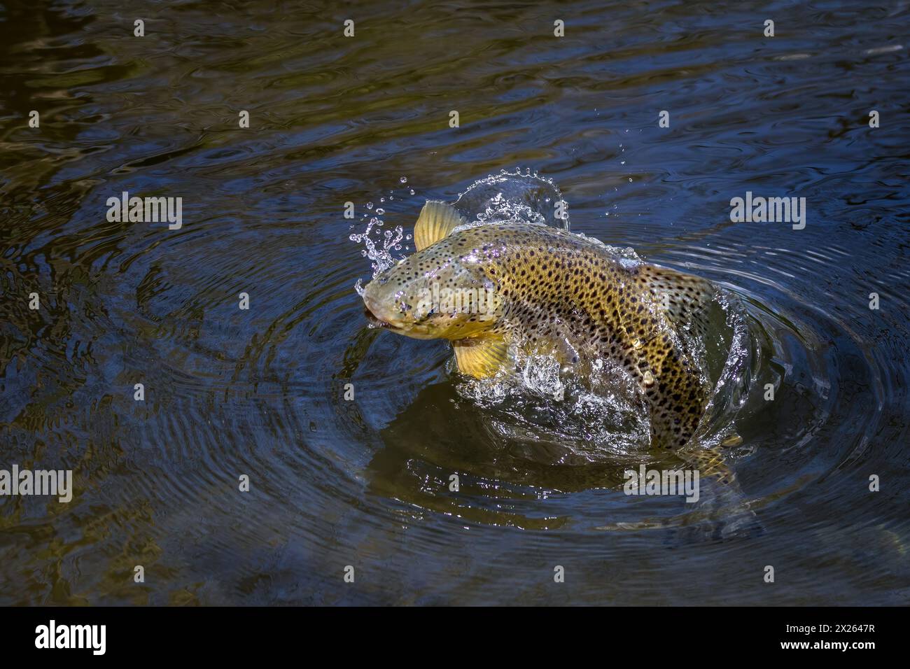 Truite brune sautant dans la rivière test Banque D'Images