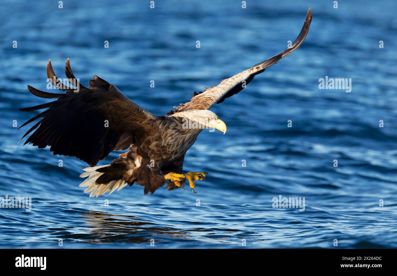 Cloche d'un aigle de mer à queue blanche en vol avec les puissantes griffes attrapant un poisson Banque D'Images