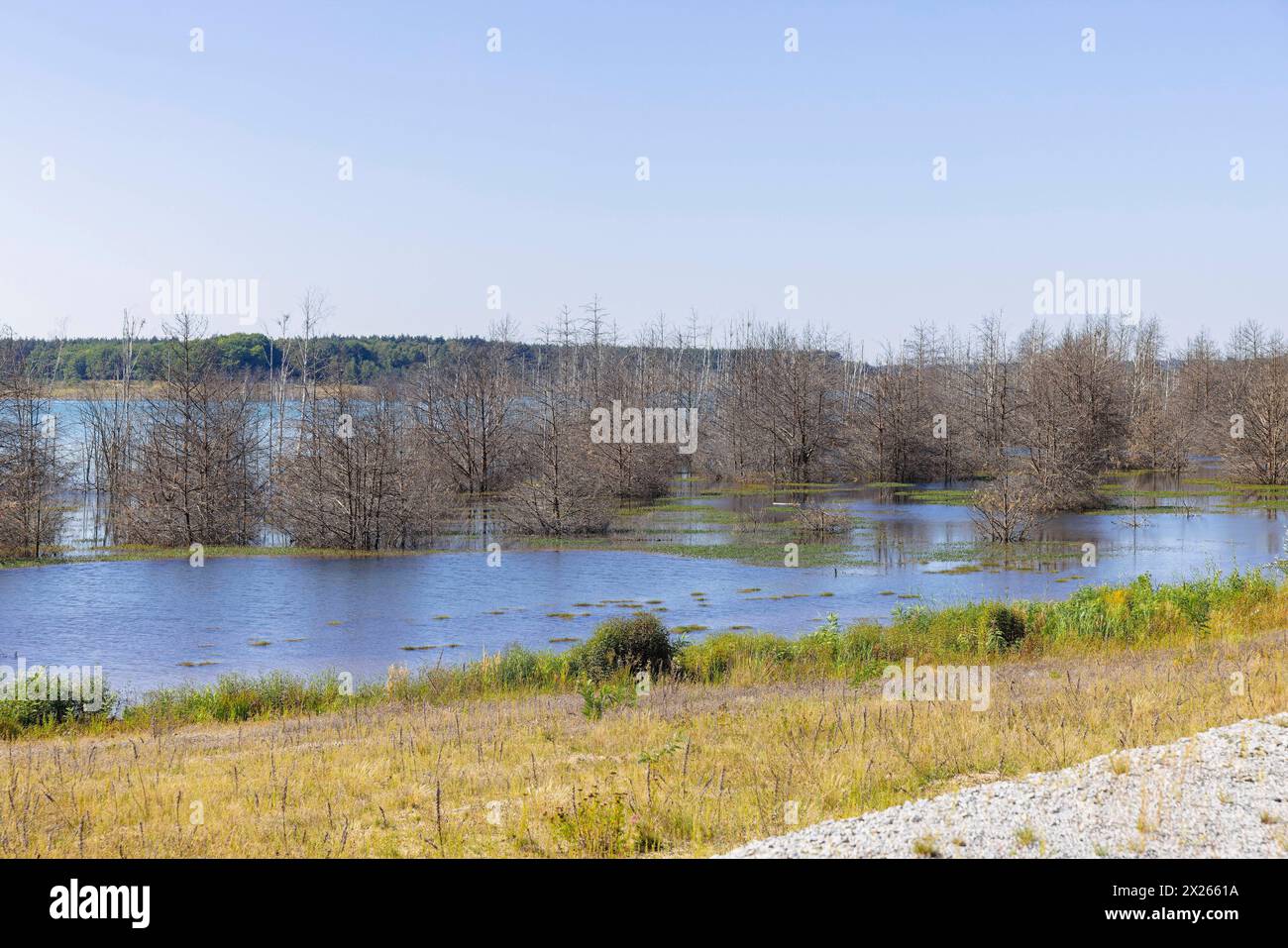 Aussichtsturm Rostiger Nagel Der Sedlitzer See ist ein See in der Seenkette Lausitzer Seenland und befindet sich auf dem Gebiet des brandenburgischen Landkreises Oberspreewald-Lausitz in der Niederlausitz unmittelbar an der Grenze zu Sachsen. Senftenberg Brandenburg Deutschland *** Rostiger Nagel tour d'observation le lac Sedlitz est un lac dans la chaîne de lacs Lakeland de Lusace et est situé dans le district de Brandebourg d'Oberspreewald Lausitz en basse-Lusace, à droite à la frontière avec la Saxe Senftenberg Brandebourg Allemagne Banque D'Images