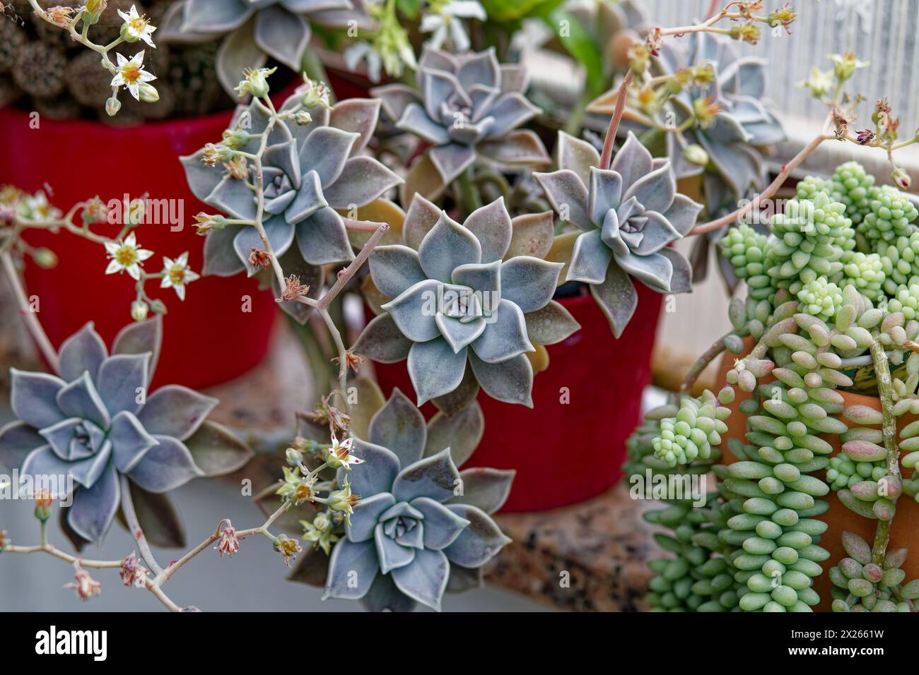 succulents dans un bocal sur la véranda Banque D'Images