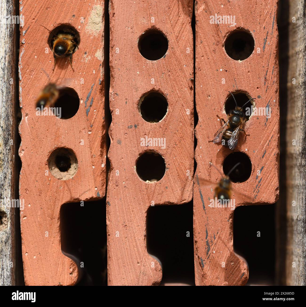 Insektenhotels dienen Insekten, vor allem Wildbienen, als Unterschlupf und Brutstaette. Les hôtels d'insectes servent d'insectes, surtout les abeilles sauvages, comme abri Banque D'Images