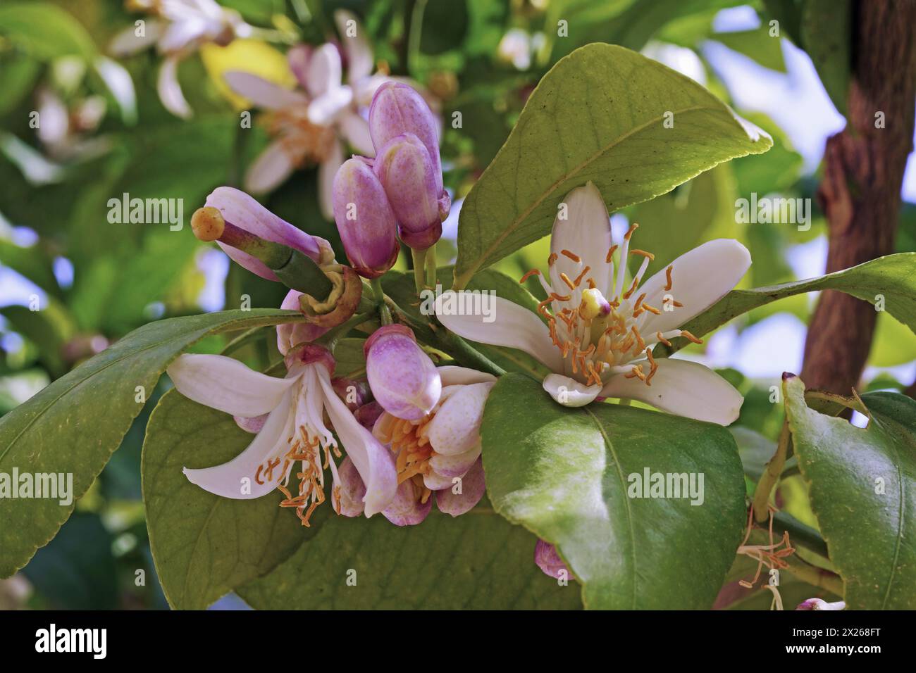 Citron en floraison, détail des feuilles, des fleurs et des bourgeons, Citrus limon ; Rutaceae Banque D'Images