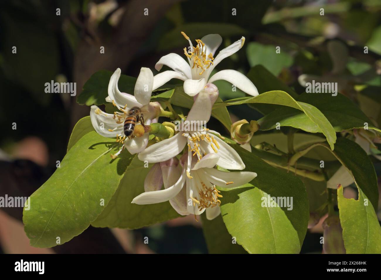 Citron en floraison, gros plan de feuilles, fleurs et bourgeons, Citrus limon ; Rutaceae Banque D'Images