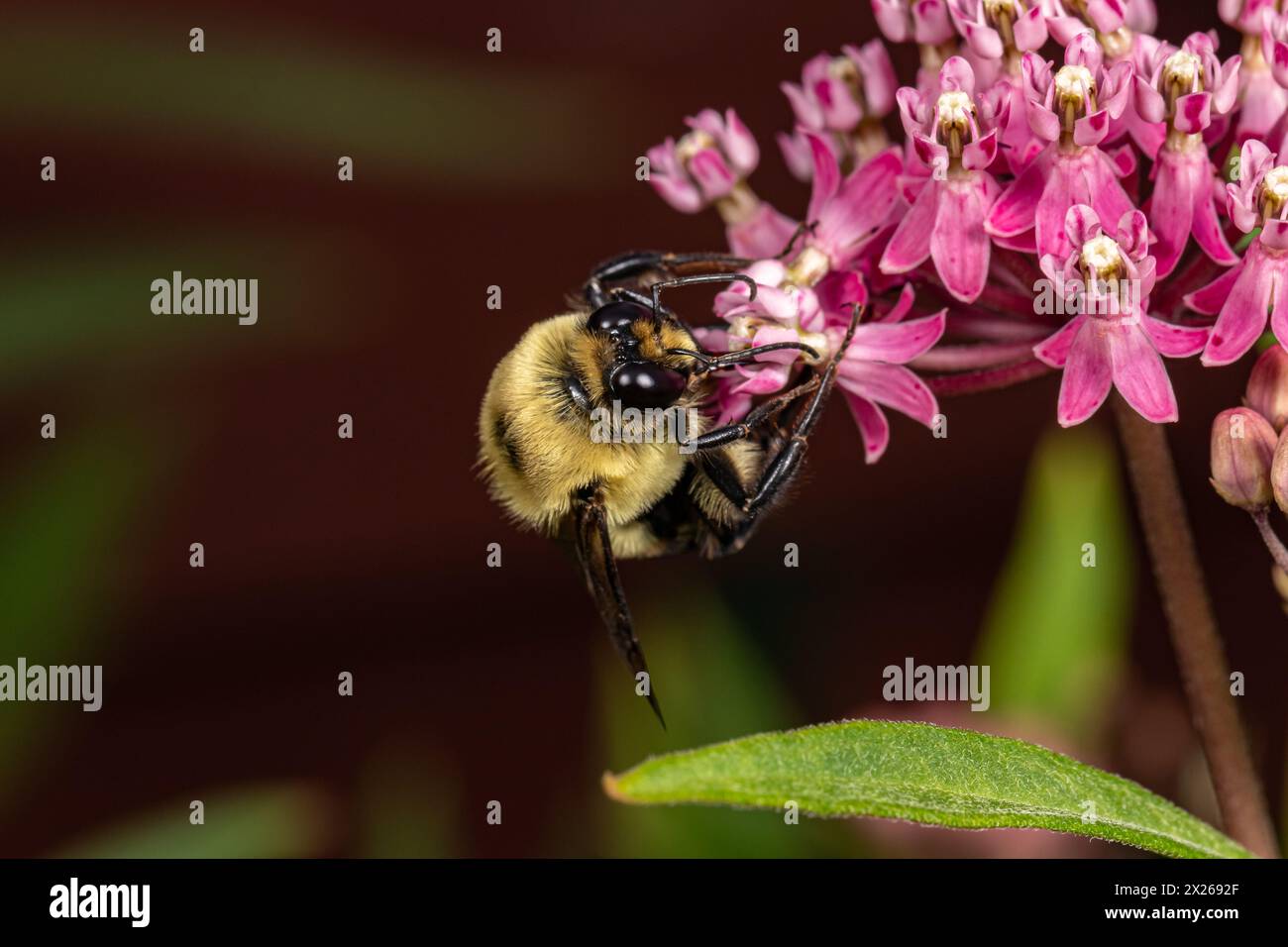 Gros plan de l'Eastern Bumble Bee commune sur les fleurs sauvages d'aspersion laitière des marais. Conservation des insectes et de la nature, préservation de l'habitat et jardin de fleurs de jardin co Banque D'Images