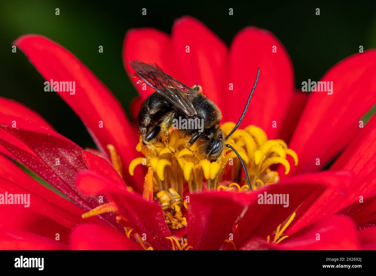 Abeille Longhorn sur fleur de zinnia. La conservation des insectes et de la nature, la préservation de l'habitat et le concept de jardin de fleurs dans la cour arrière. Banque D'Images