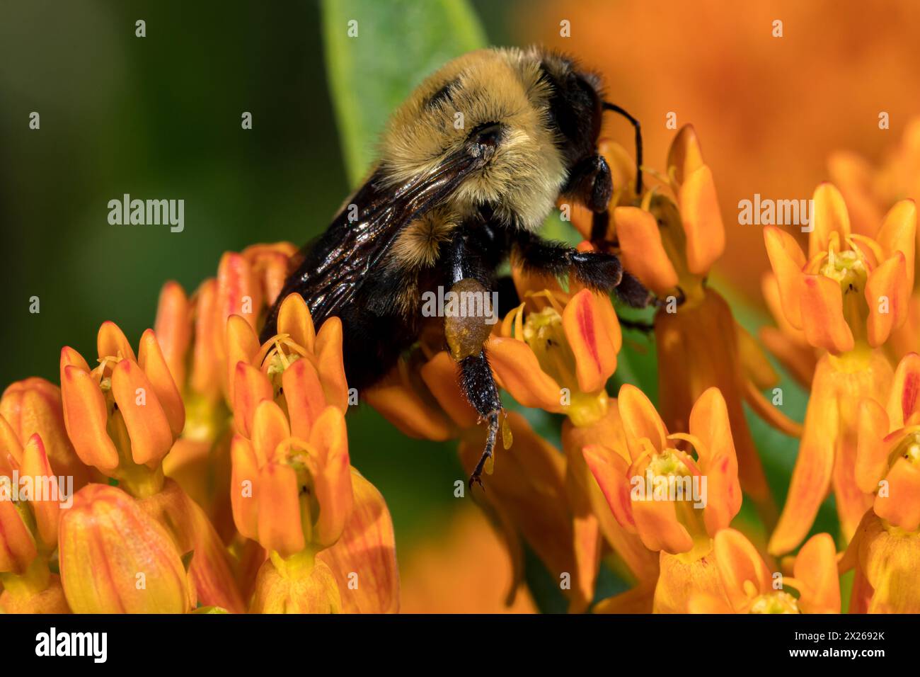 Gros plan du panier de pollen ou du sac de l'abeille Bumble de l'est sur la fleur sauvage de l'herbe à lait du papillon. La pollinisation, la conservation des insectes et de la nature, et la circulation dans les arrière-pays Banque D'Images