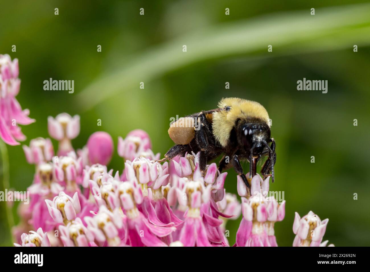 Gros plan du panier de pollen ou du sac d'Eastern Bumble Bee sur les fleurs sauvages d'aspersion des marais. Pollinisation, conservation des insectes et de la nature, et fleur de jardin g Banque D'Images