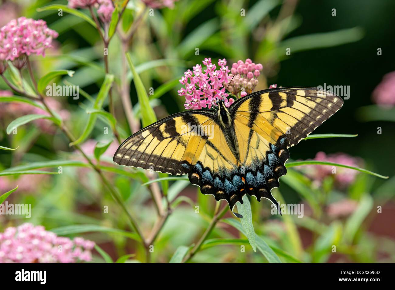 Papillon Eastern Tiger Swallowtail sur les fleurs sauvages d'aspersion des marais. Conservation des insectes et de la nature, préservation de l'habitat, et jardin de fleurs de jardin d'arrière-cour con Banque D'Images