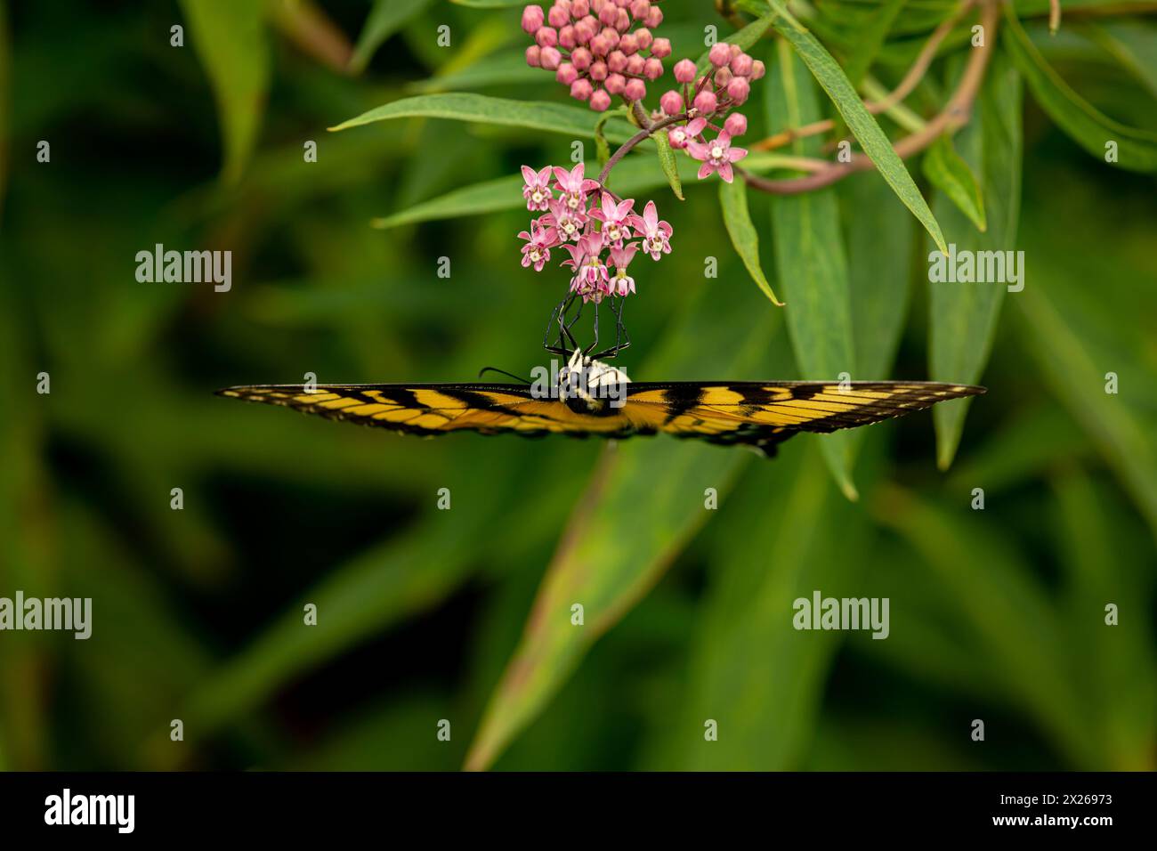 Papillon Eastern Tiger Swallowtail sur les fleurs sauvages d'aspersion des marais. Conservation des insectes et de la nature, préservation de l'habitat, et jardin de fleurs de jardin d'arrière-cour con Banque D'Images