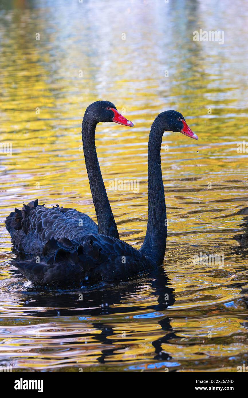 Couple de cygnes noirs nageant ensemble sur le lac à l'aube (Cygnus atratus) Banque D'Images