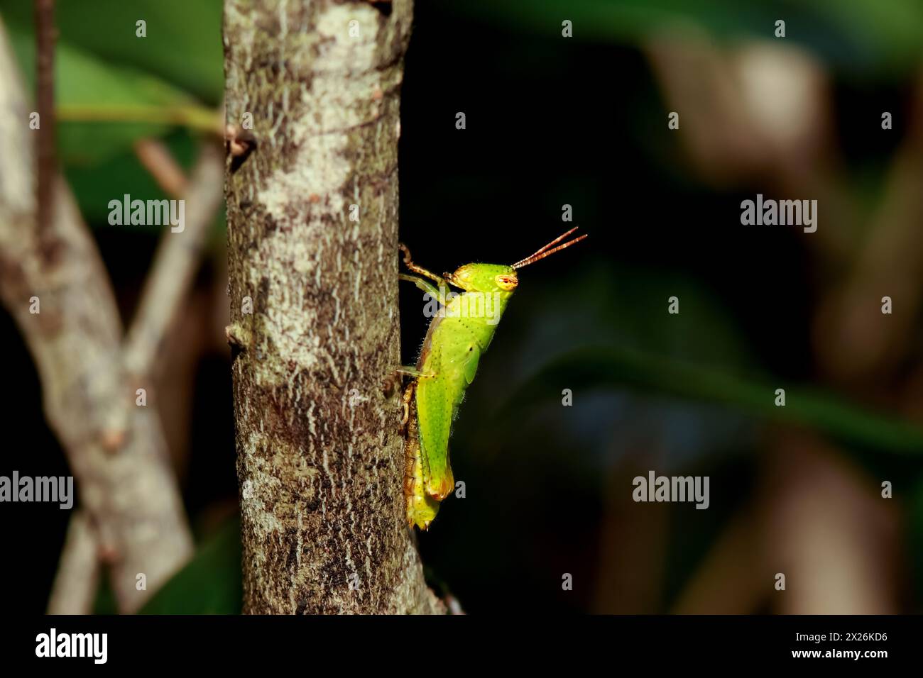Un criquet vert vif (Chondracris rosea) s'accroche à un arbre, mettant en valeur sa couleur vive et sa texture détaillée. Banque D'Images