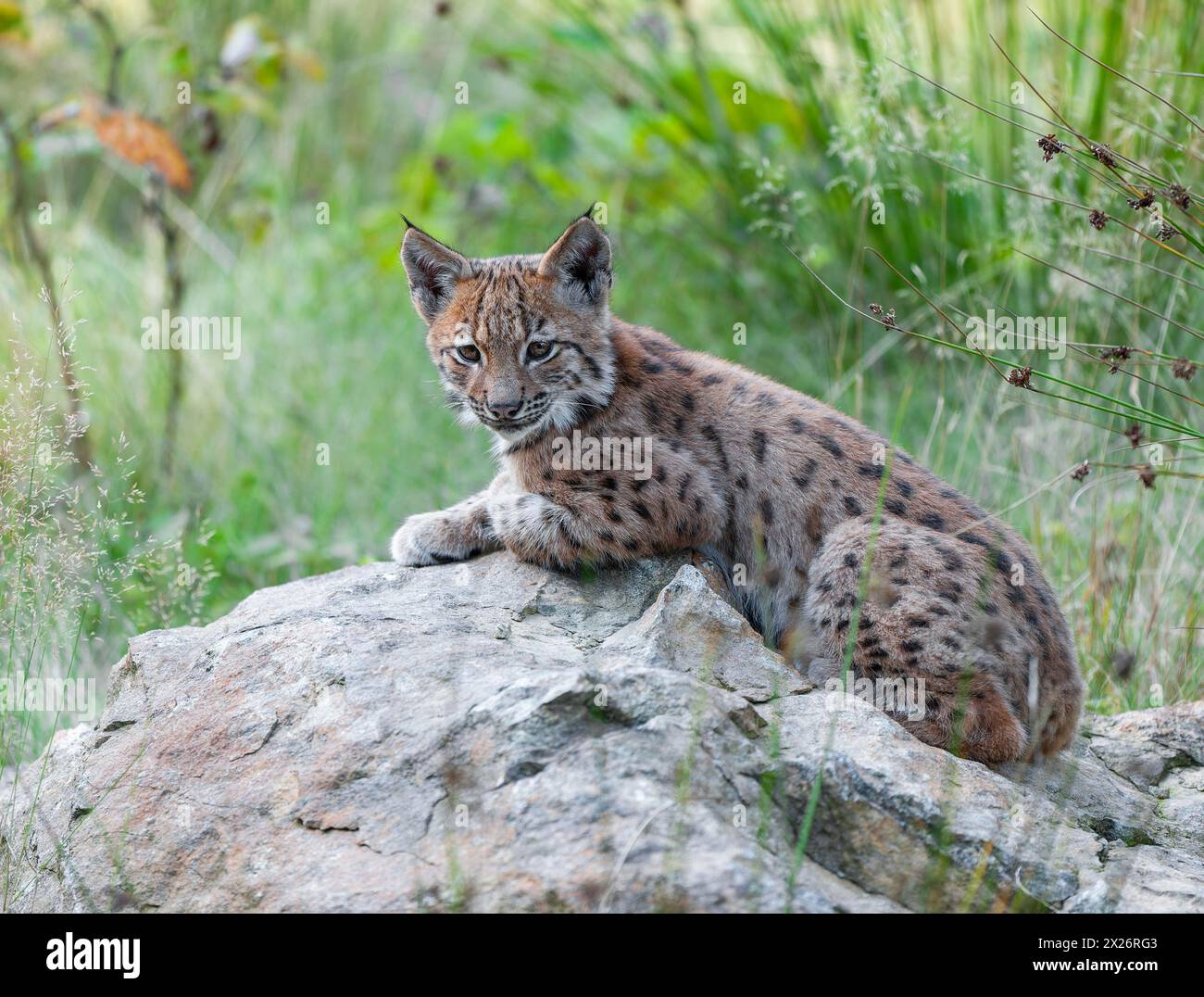 Lynx eurasien (Lynx lynx), jeune allongé sur un rocher et regardant attentivement, captif, Allemagne Banque D'Images