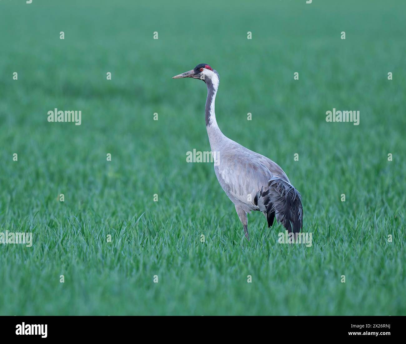 Grue (Grus grus), recherche d'oiseaux adultes dans un champ de céréales, basse-Saxe, Allemagne Banque D'Images