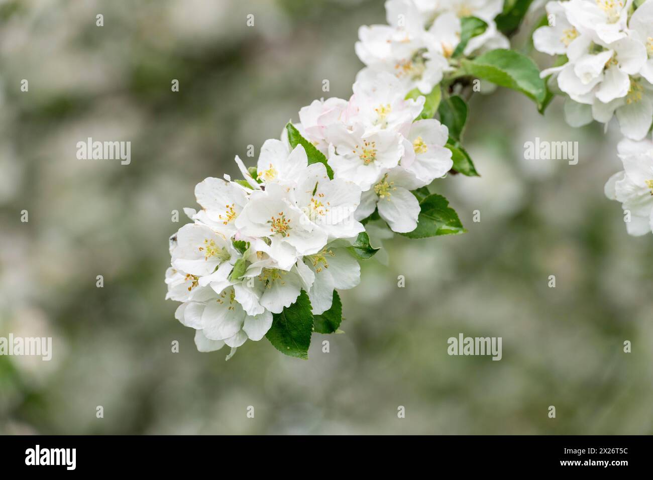 Branche d'un pommier en fleurs, verger de prairie, Baden, Wuerttemberg, Allemagne Banque D'Images