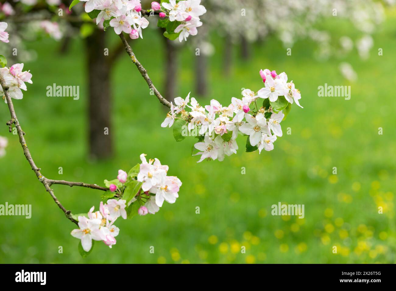 Branches d'un pommier en fleurs, verger de prairie, Baden, Wuerttemberg, Allemagne Banque D'Images