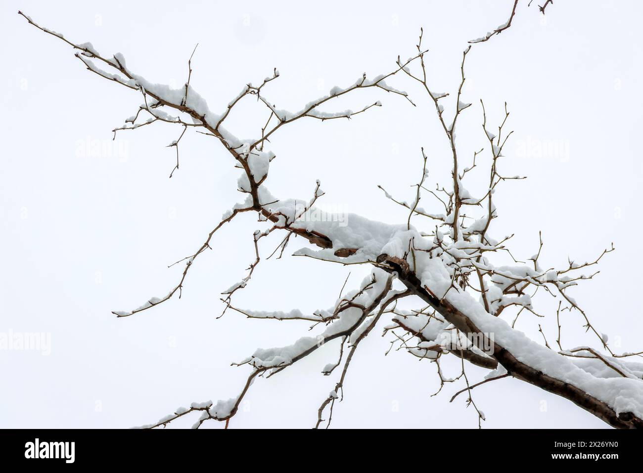 Comté de Huaxian, province du Henan : arbres couverts d'argent après la neige Banque D'Images