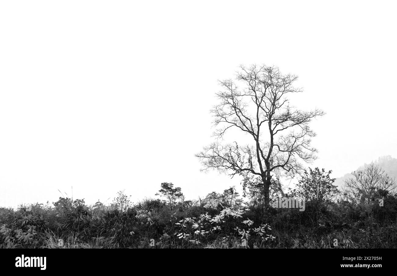 Portrait de la beauté asiatique Banque D'Images