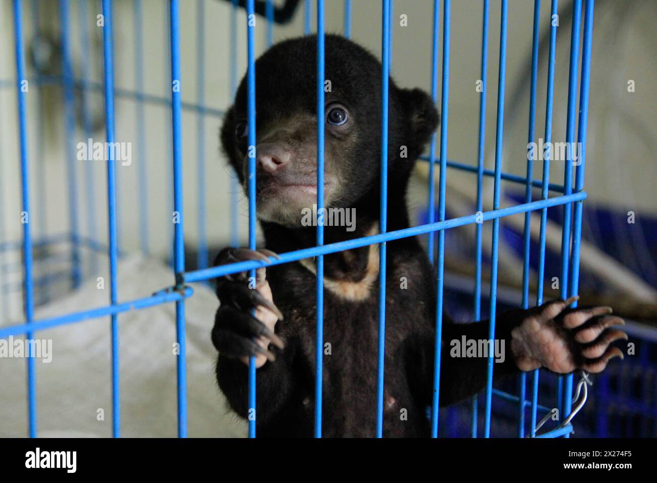 Un bébé ours solaire dans une cage séparée de sa mère parce qu'elle était victime du commerce d'animaux menacé. Banque D'Images