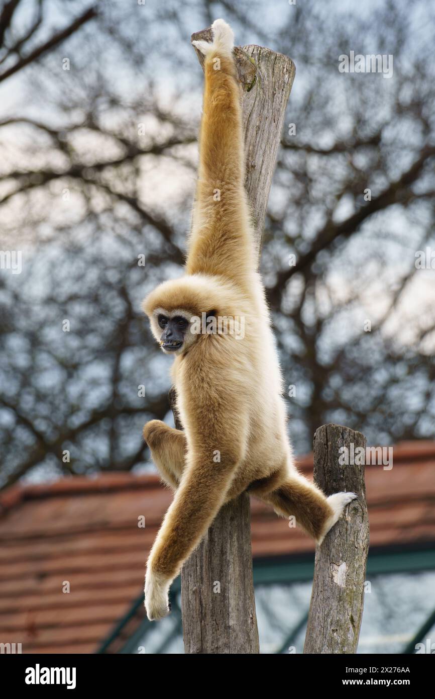 Gibbon à main blanche ou Lar Gibbon (Hylobates Lar) suspendu à un arbre Banque D'Images