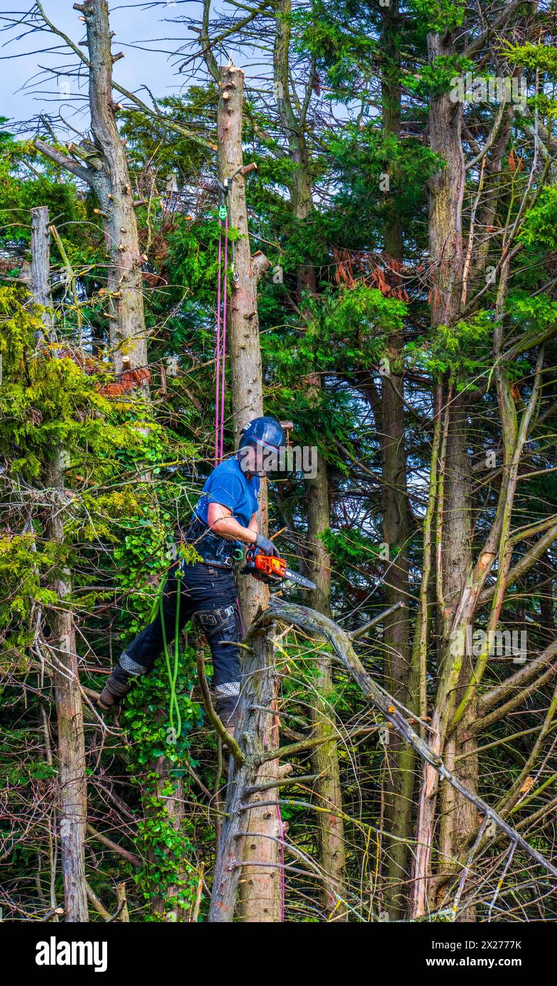 Bûcheron au travail Banque D'Images