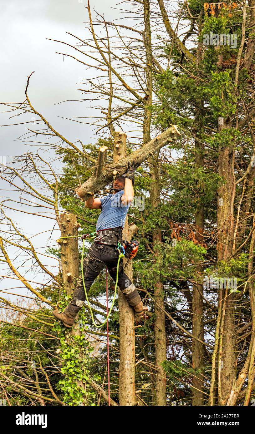 Bûcheron au travail Banque D'Images