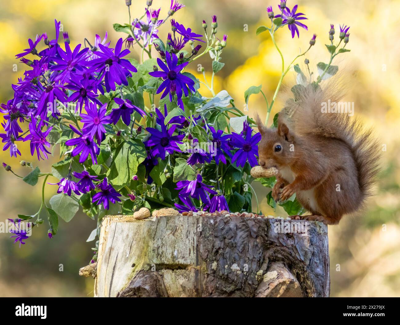 Petit écureuil rouge écossais affamé avec une noix de singe et des fleurs violettes Banque D'Images
