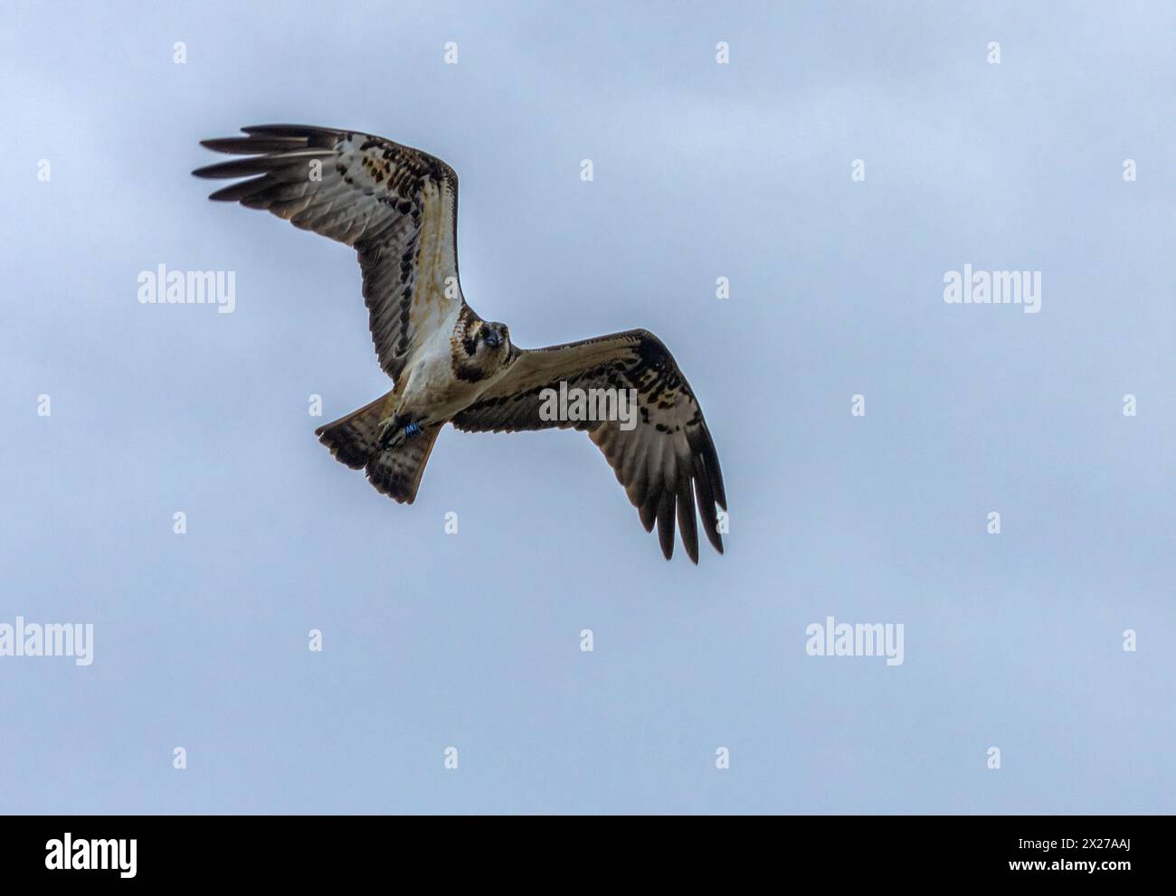 Osprey volant dans le ciel bleu avec des ailes déployées Banque D'Images