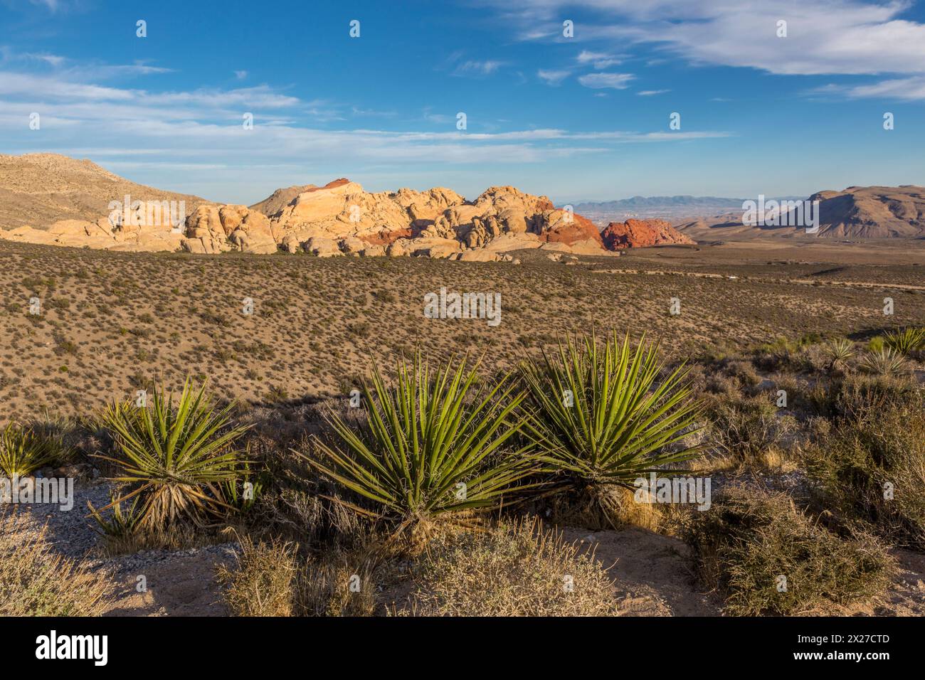 Red Rock Canyon, Nevada. Yucca Mojave en premier plan. Las Vegas au loin, derrière les collines de Calico. Banque D'Images