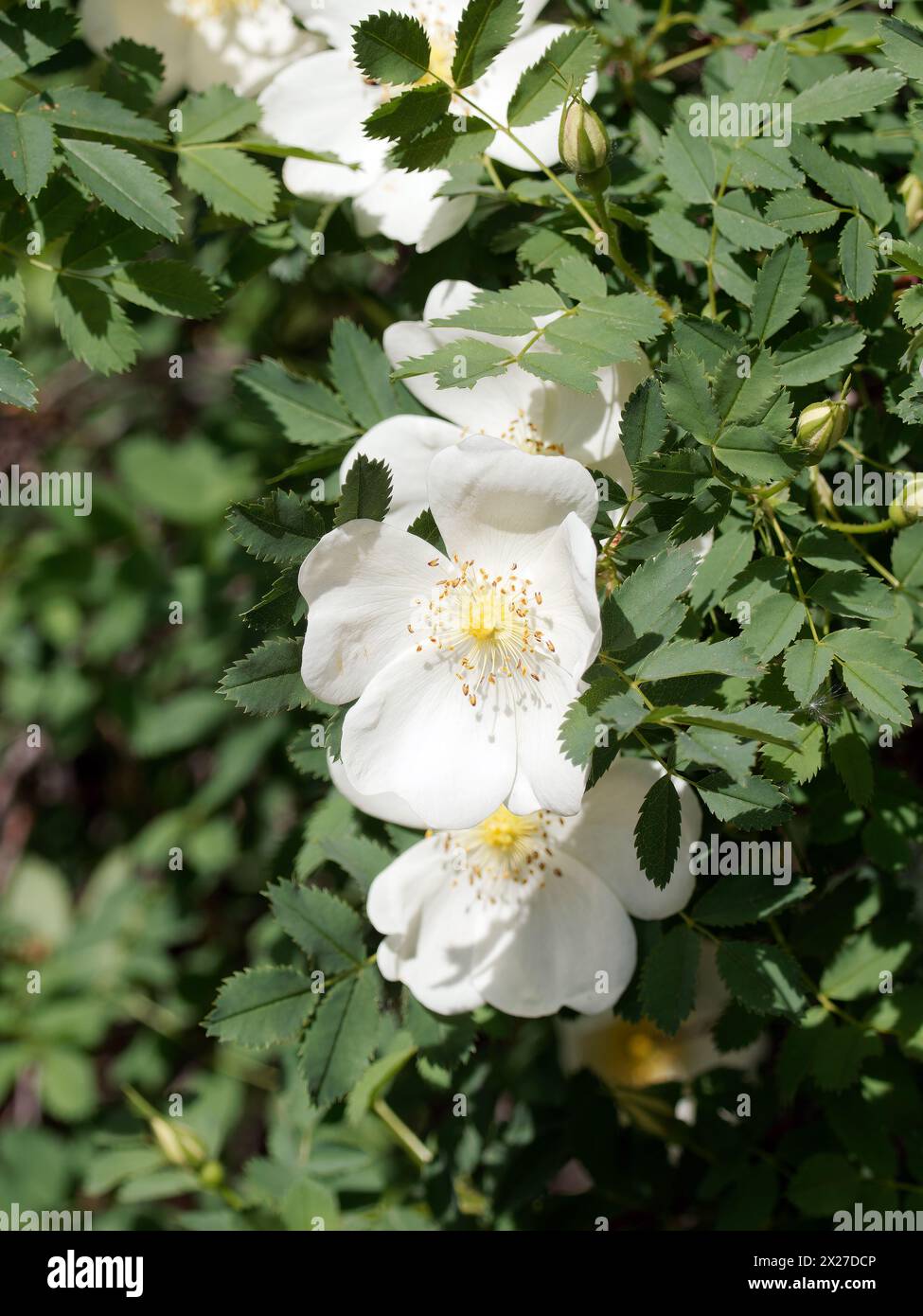 Rose multiflore, rose bébé, rose à fleurs multiples, Büschel-Rose, rosier multiflore, Rosa multiflora, sokvirágú rózsa, Hongrie, Magyarország, Europe Banque D'Images