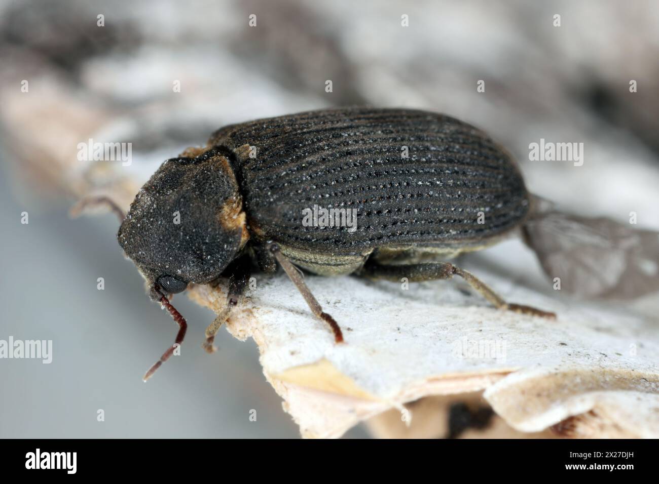 Coléoptère commun des meubles, foret des meubles, ver des bois (Hadrobregmus pertinax, Anobium pertinax). Banque D'Images