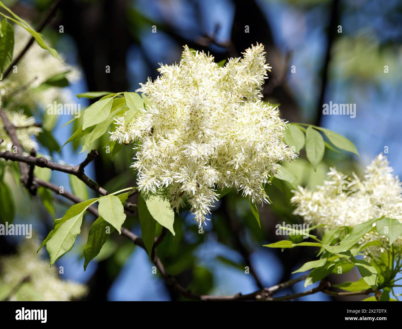 Frêne de manne, frêne à fleurs d’Europe du Sud, Manna-Esche, Blumen-Esche, Schmuck-Esche, Frêne à fleurs, Fraxinus ornus, virágos kőris, Hongrie, Europe Banque D'Images