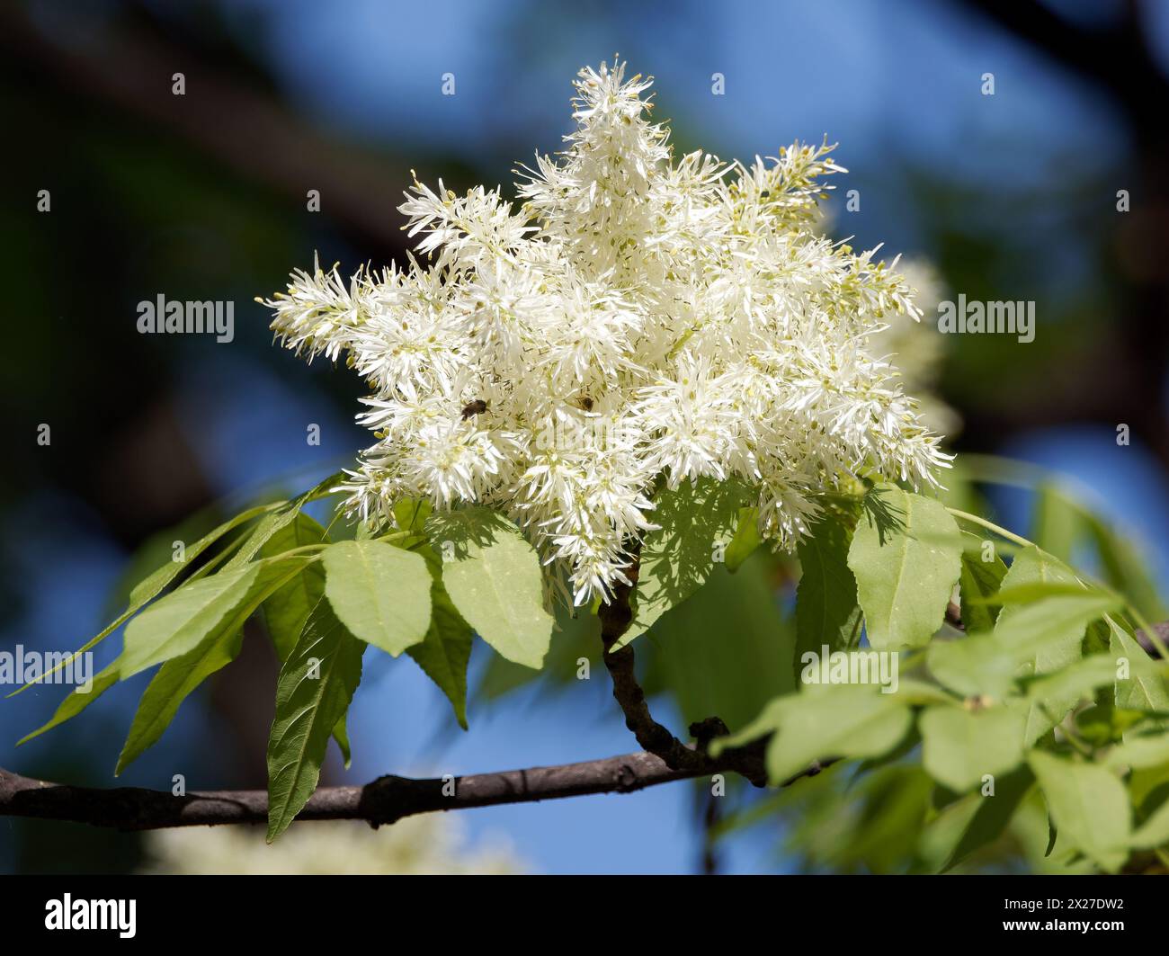 Frêne de manne, frêne à fleurs d’Europe du Sud, Manna-Esche, Blumen-Esche, Schmuck-Esche, Frêne à fleurs, Fraxinus ornus, virágos kőris, Hongrie, Europe Banque D'Images