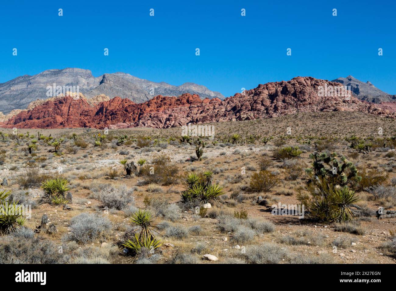 Red Rock Canyon, Nevada. Yucca Mojave en premier plan, Calico Hills (Aztec rouge grès) en arrière-plan. Banque D'Images