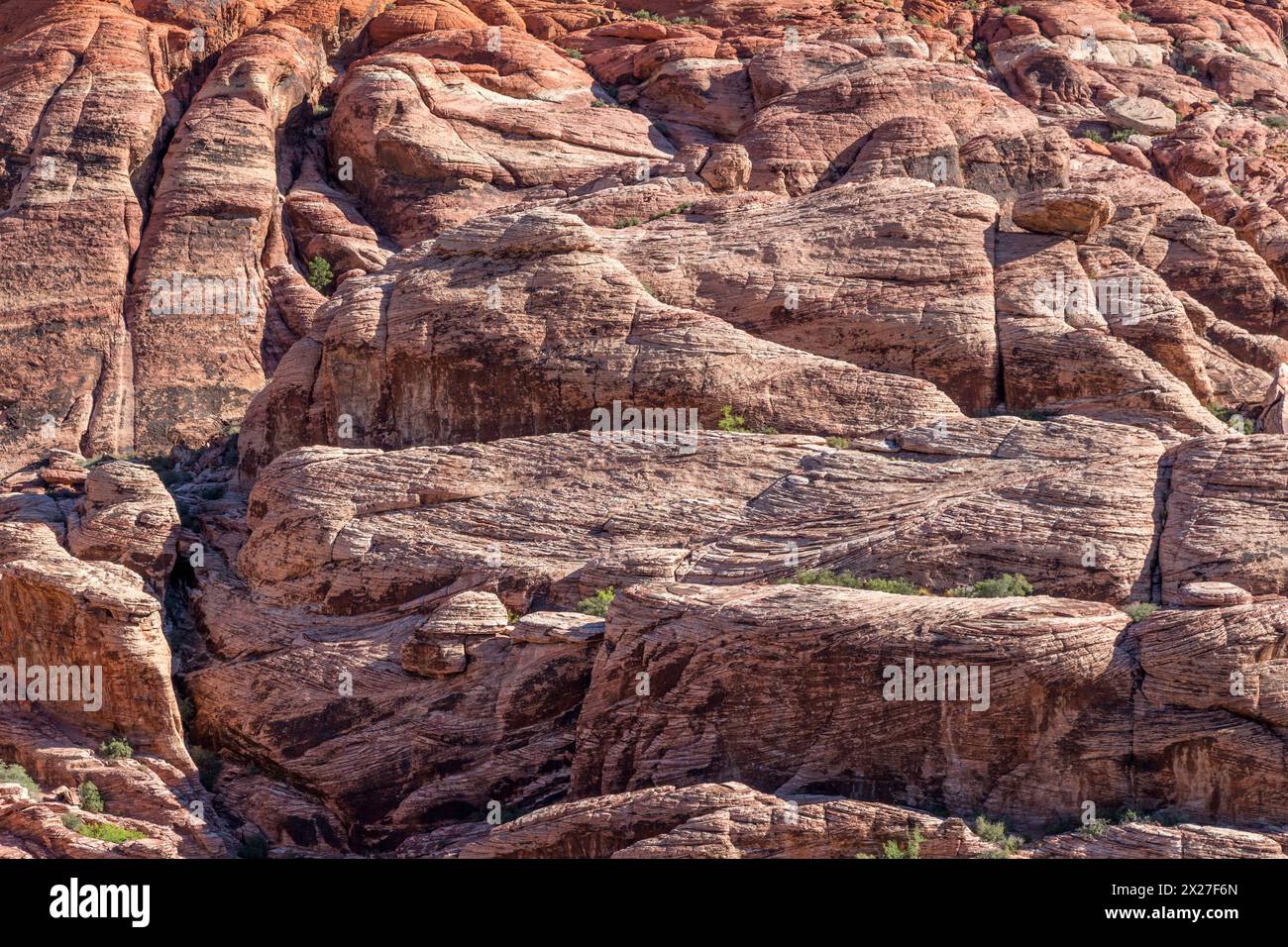 Red Rock Canyon, Nevada. Calico Hills Grès Aztèque contre-indiquant la litière d'anciennes dunes de sable. Banque D'Images