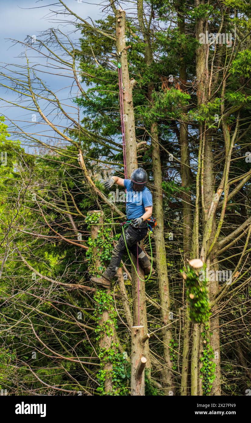 Bûcheron au travail Banque D'Images