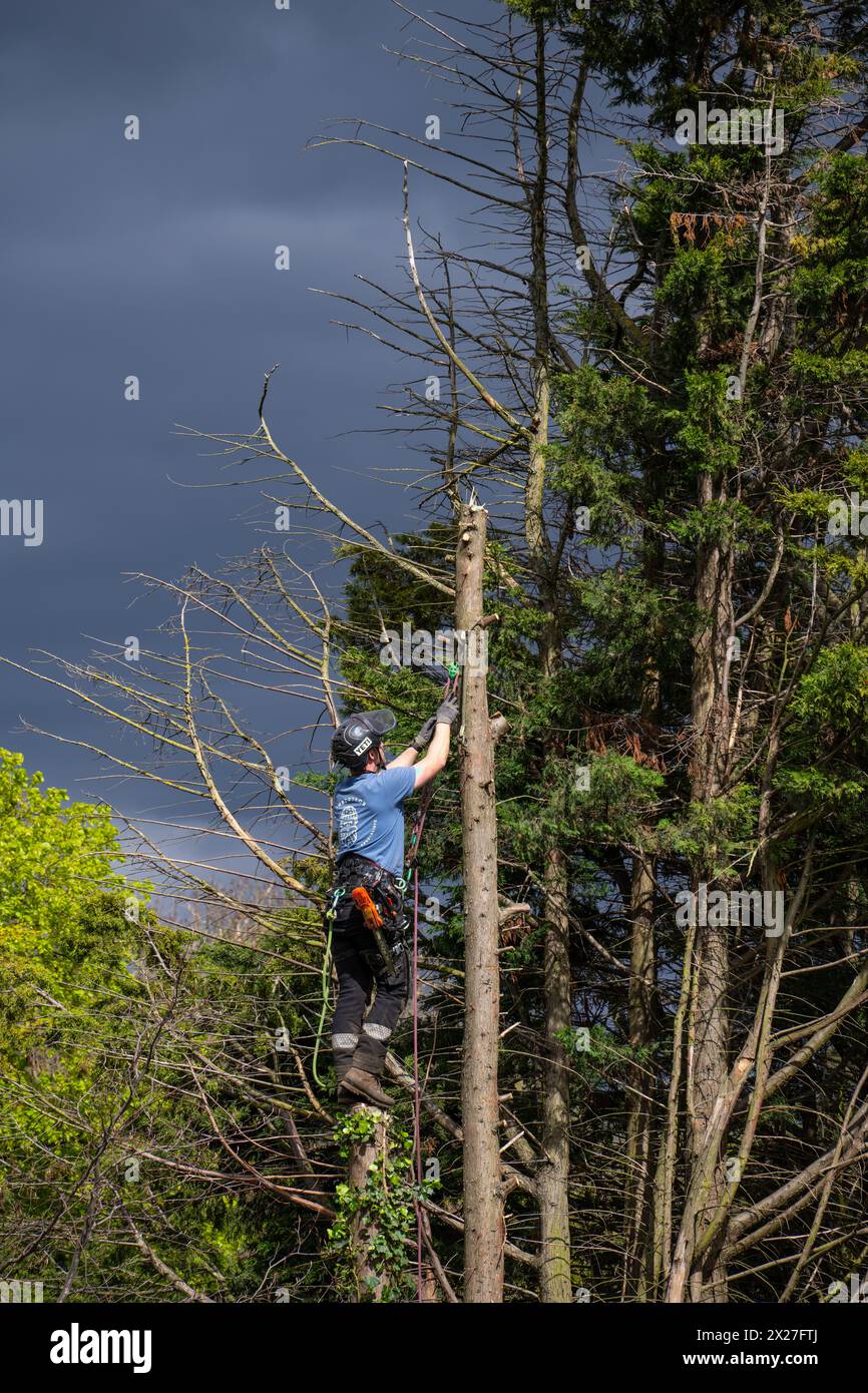 Bûcheron au travail Banque D'Images