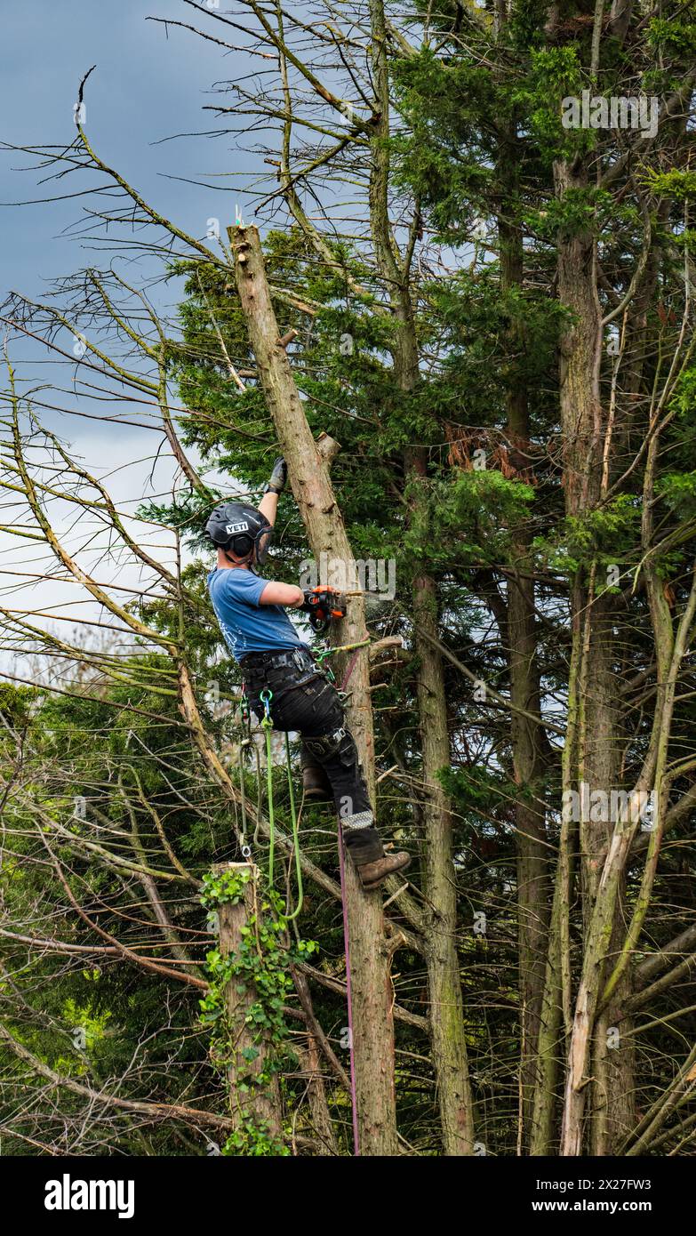 Bûcheron au travail Banque D'Images