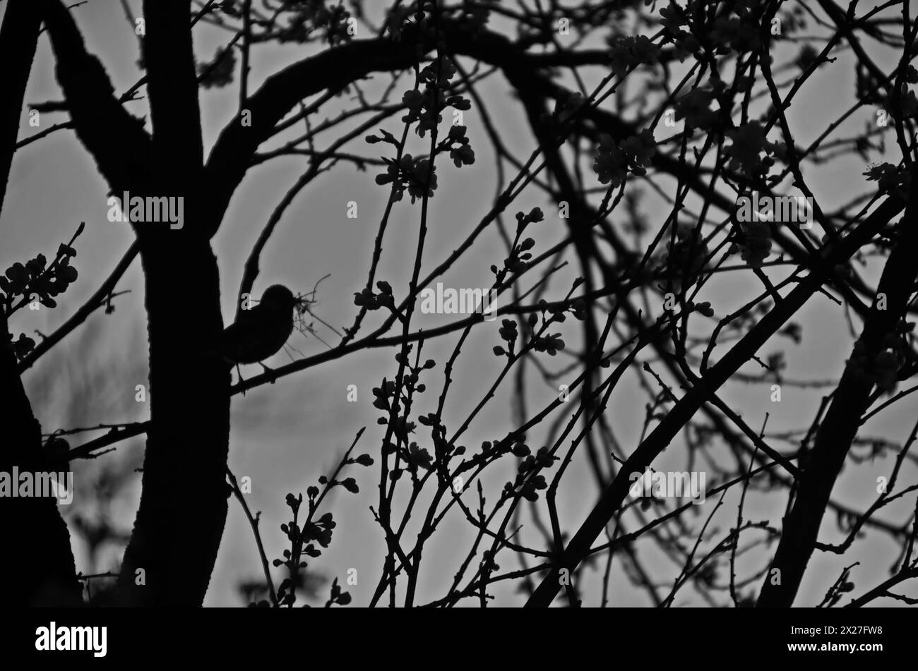 Un moineau portant de vieilles brindilles pour un nid repose sur un arbre avec des fleurs de pruniers fraîches ou Prunus domestica dans le jardin, Sofia, Bulgarie Banque D'Images