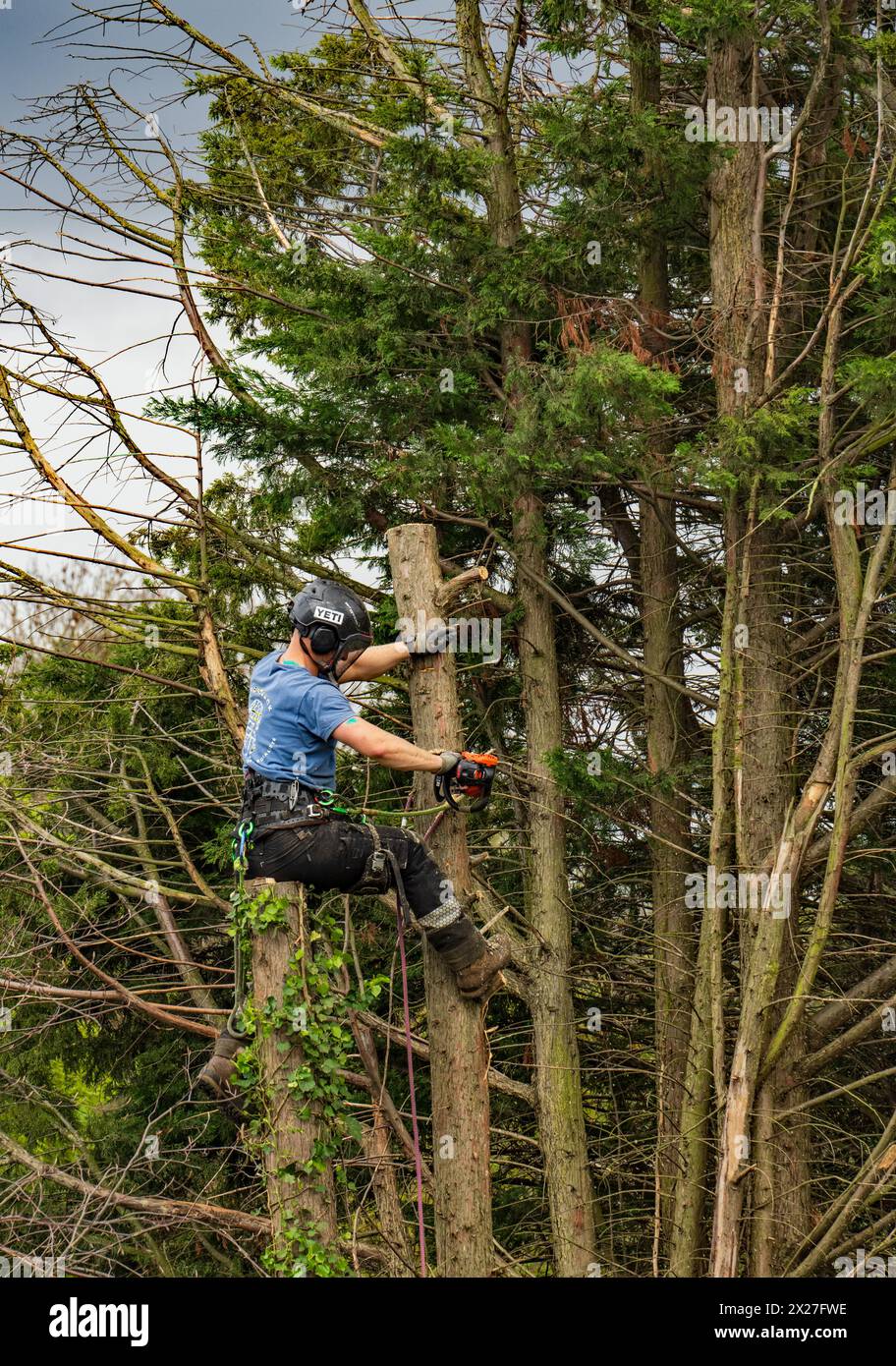 Bûcheron au travail Banque D'Images