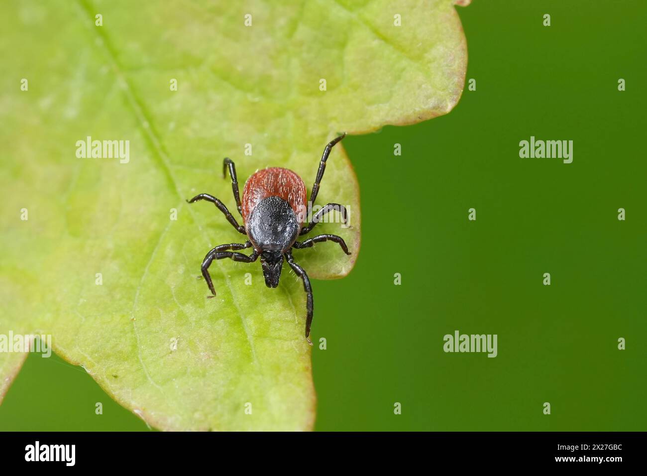 Gros plan naturel détaillé sur une tique de ricin, Ixodes ricinus, une espèce de ravageur qui peut transmettre la maladie de Lyme et l'encéphalite transmise par les tiques. Banque D'Images