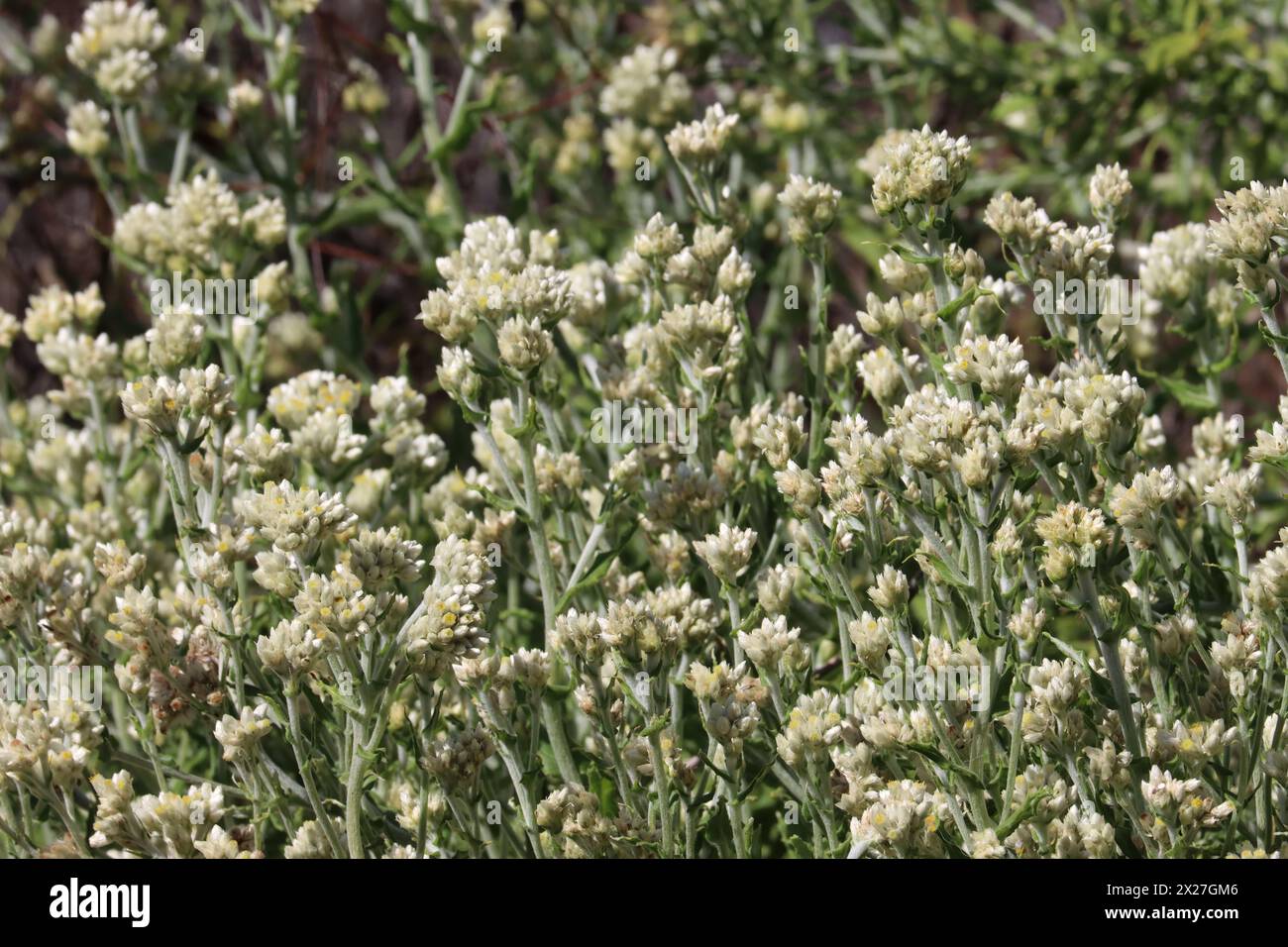 Pseudognaphalium Biolettii, une belle vivacité indigène montrant des inflorescences de tête disciforme racémose pendant l'hiver dans les montagnes Santa Monica. Banque D'Images