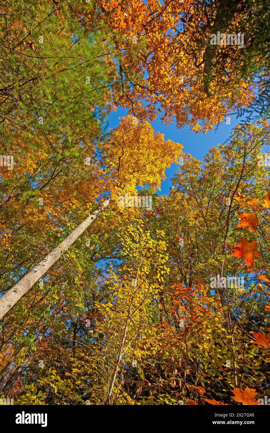 Géants imposants en tenue d'automne dans le parc d'État de Hocking Hills dans l'Ohio Banque D'Images