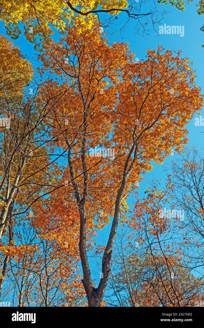 Feuilles orange contre un ciel bleu dans le parc d'État de Hocking Hills dans l'Ohio Banque D'Images