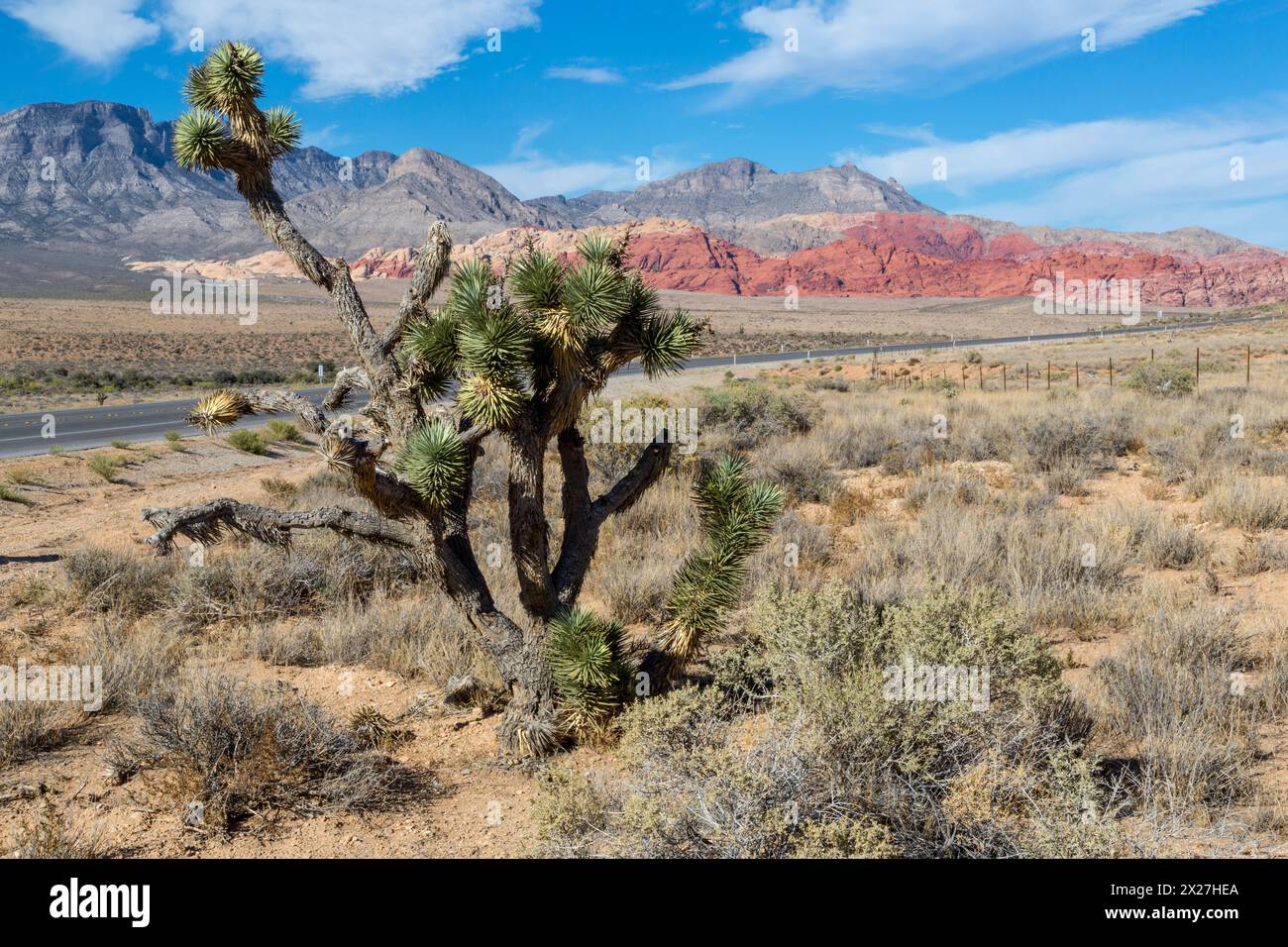 Red Rock Canyon, Nevada. Joshua Tree (Yucca brevifolia). Calico Hills sur la droite, la Keystone en arrière-plan. Banque D'Images