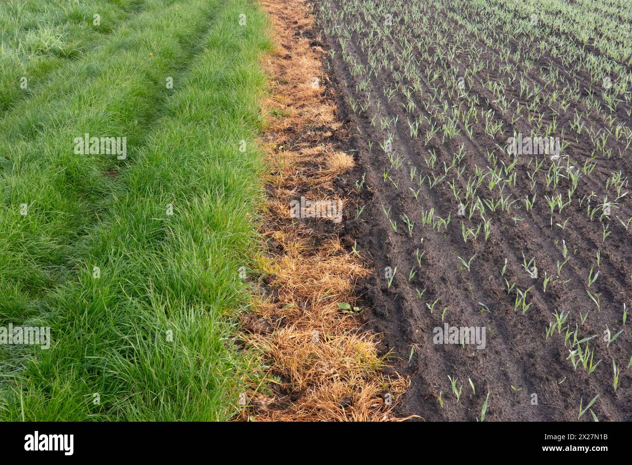 Bande d'herbe brune morte, pulvérisée avec du glyphosate, entre l'herbe verte et le blé nouvellement semé Banque D'Images