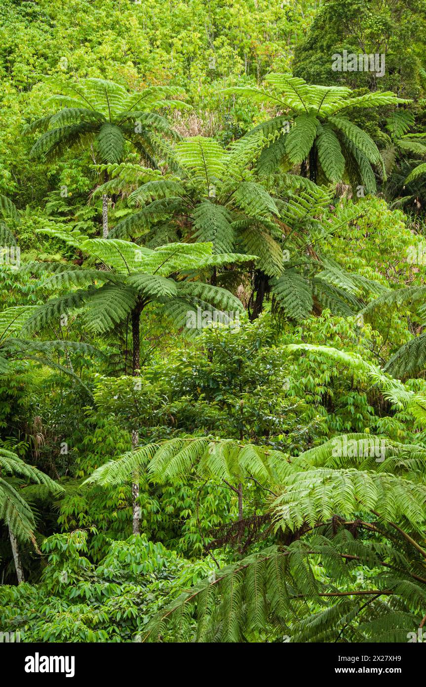 Forêt tropicale dans les hauts plateaux Nasouri de Viti Levu, Fidji. Banque D'Images