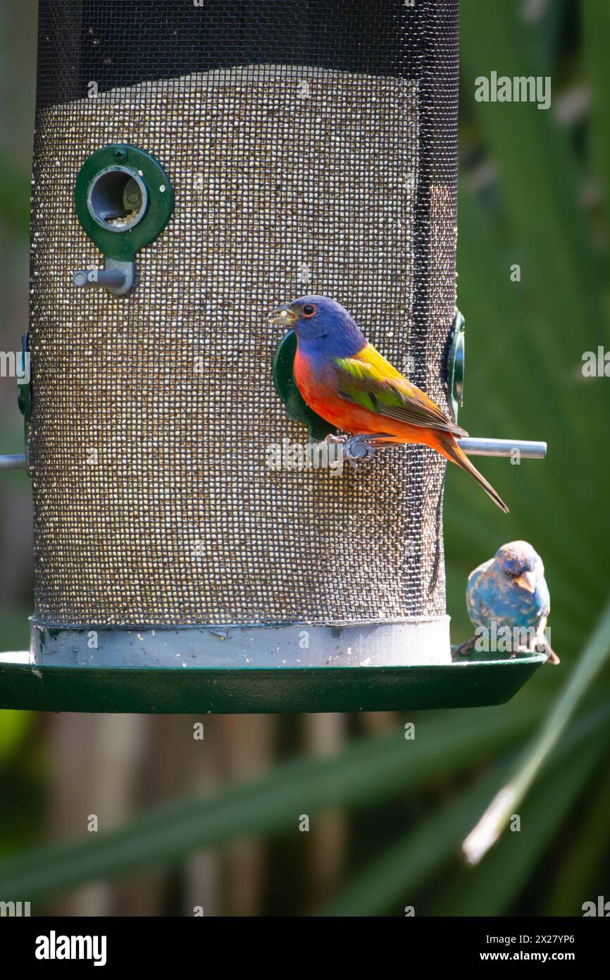 Une banderole peinte dans une mangeoire à oiseaux à Felts Audubon Preserve à Palmetto, Floride, États-Unis. Avec une guirlande indigo de mue. Banque D'Images