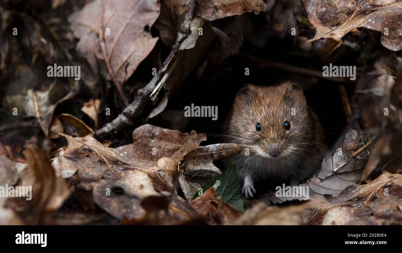 Un gros plan d'un campagnard (Clethrionomys glareolus) dans son trou entouré de feuilles mortes Banque D'Images