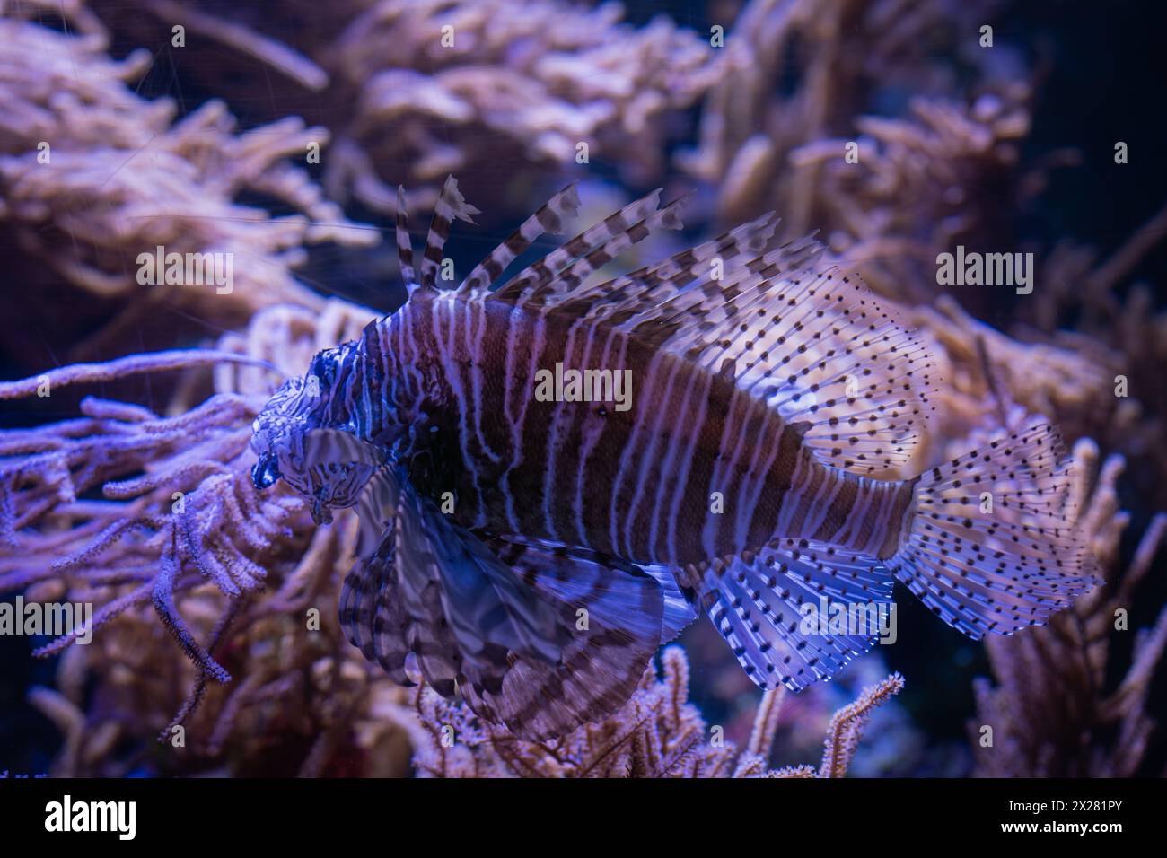 Beau et dangereux Lionfish. Poisson-lion rouge (Pterois volitans). Fond sous-marin. Flou de mise au point. Banque D'Images