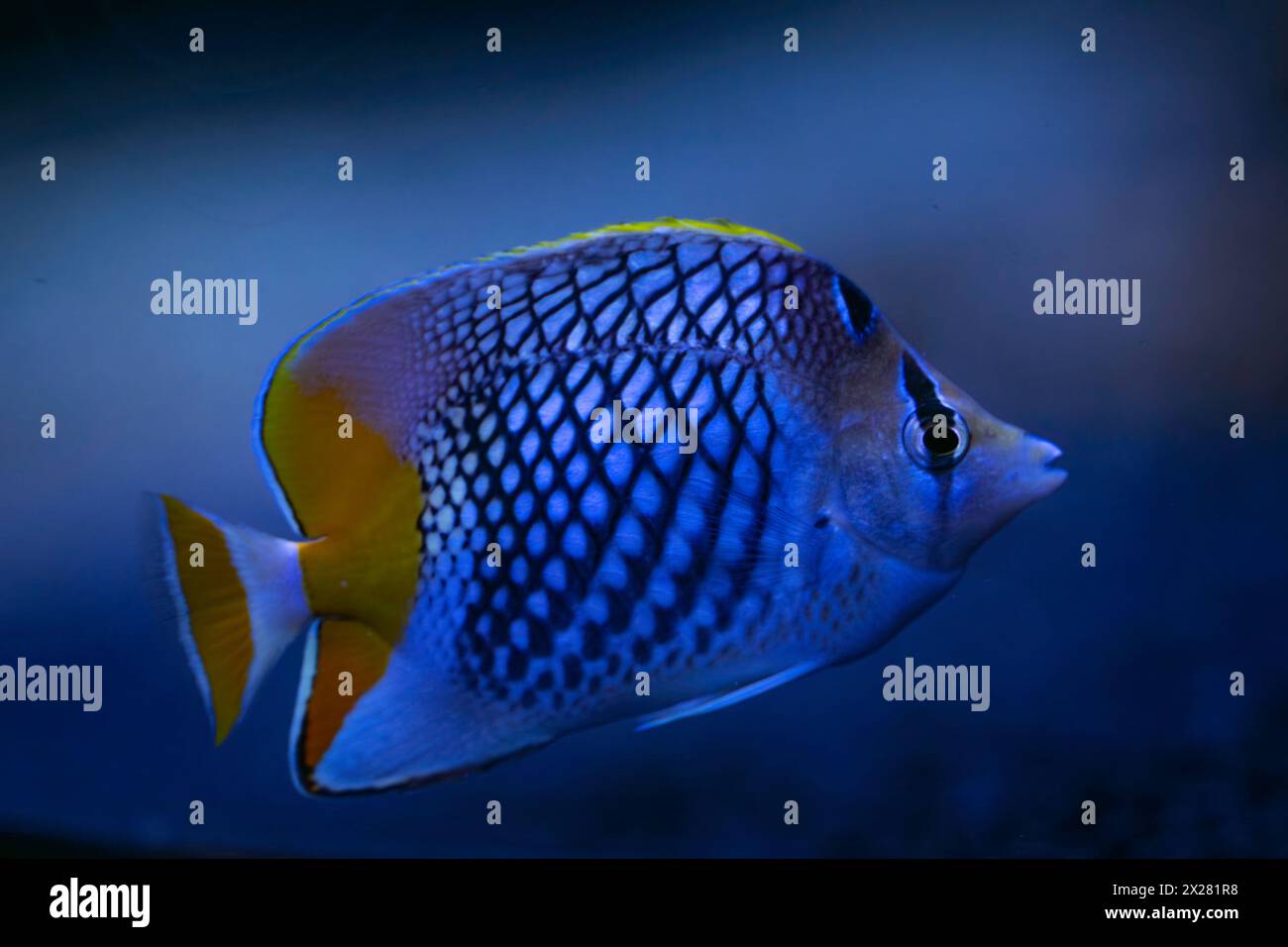 Papillons en échelle nacrée (Chaetodon xanthurus), également connu sous le nom de papillons à queue jaune, de papillons hachurés ou de papillons à chevrons Philippines Banque D'Images